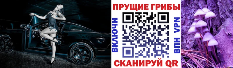 Псилоцибиновые грибы Cubensis  где купить наркоту  Чудово 